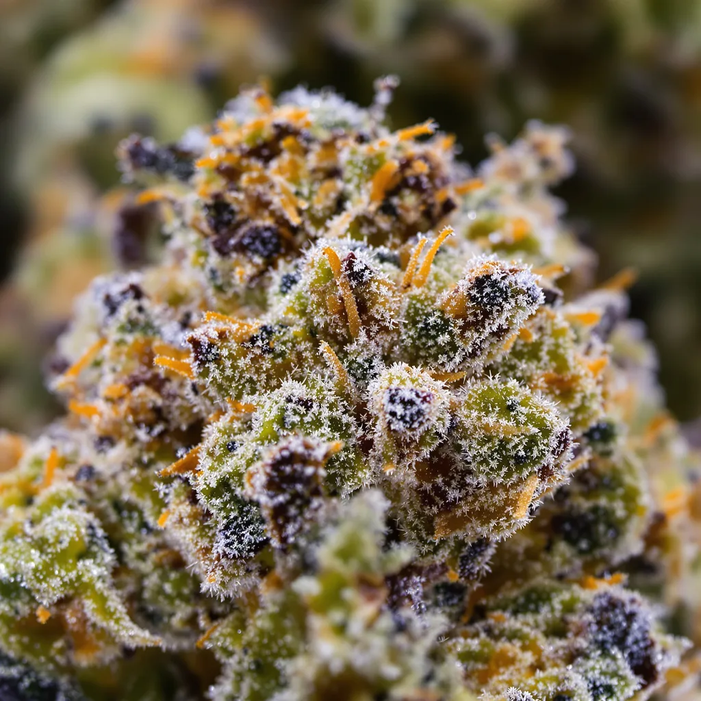 Black Mamba cannabis bud close-up showing dense forest-green nugs