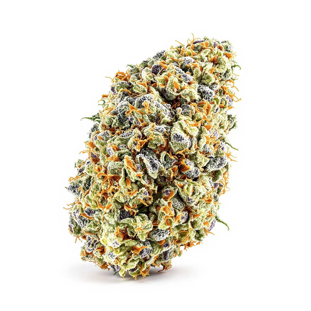 Black Mamba cannabis plant in flowering stage — 60-100 cm autoflower