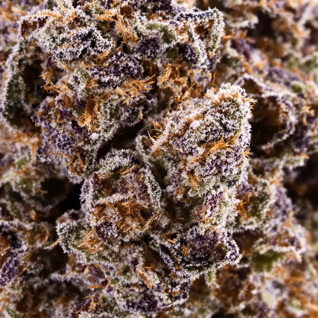 Black Rose cannabis bud close-up showing dense purple-tinged calyxes