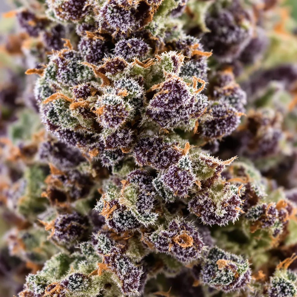 Black Widow cannabis bud close-up showing dense purple-tinged calyxes