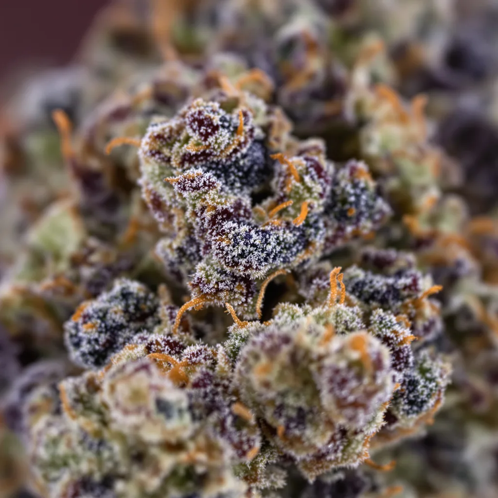 Blackberry Bubble cannabis bud close-up showing dense purple-tinged calyxes