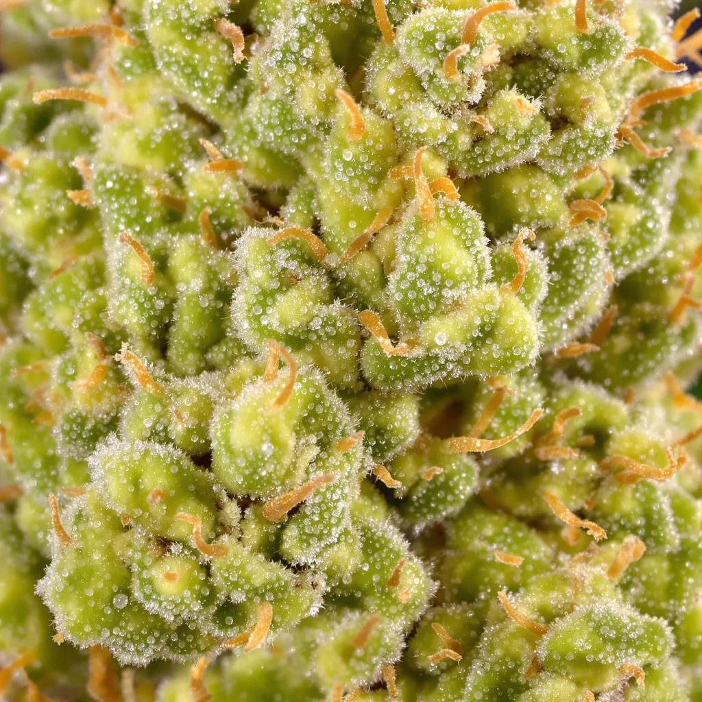Blob OG cannabis bud close-up showing lime-green airy structure