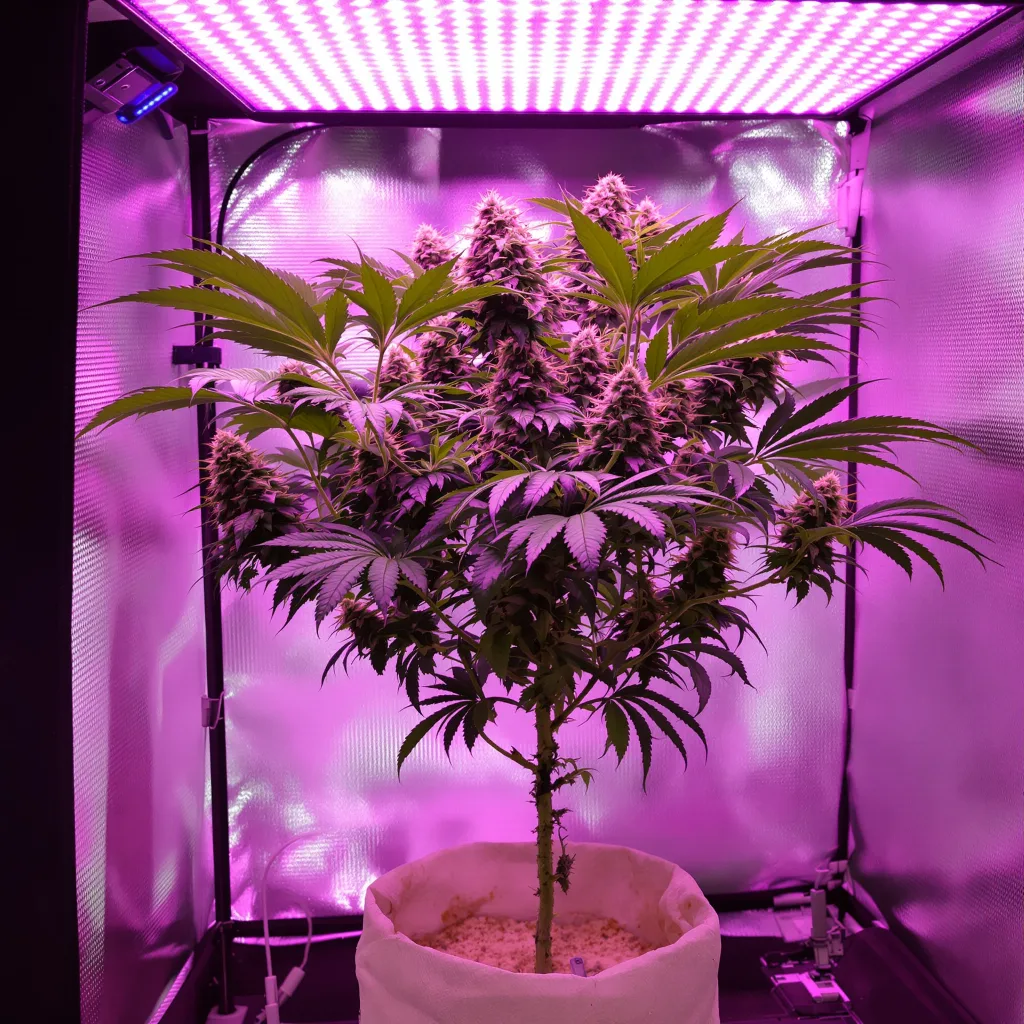 Blue Alien 88% indica / 12% sativa flower with visible trichomes