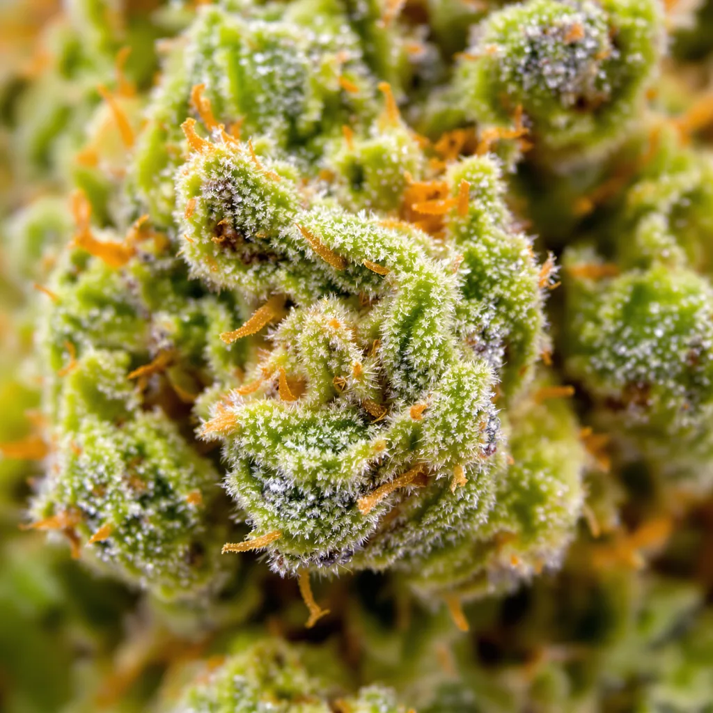 Blue Amnesia cannabis bud close-up showing lime-green airy structure