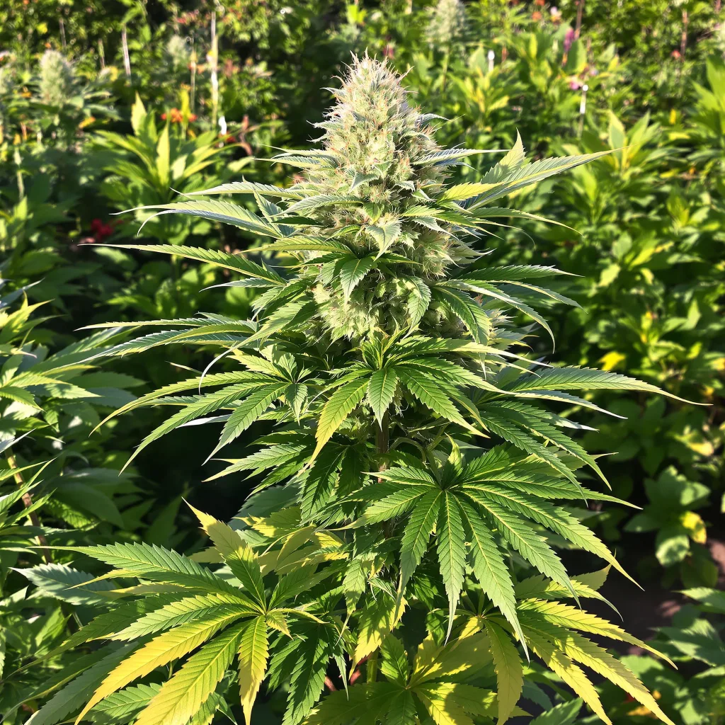 Blue Biscotti 75% indica / 25% sativa flower with visible trichomes