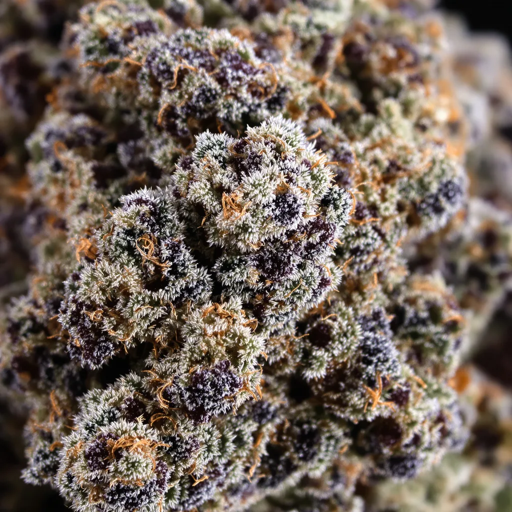 Blue Blood cannabis bud close-up showing dense purple-tinged calyxes