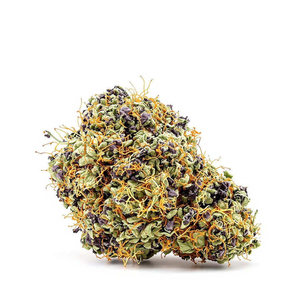 Blue Blood cannabis plant in flowering stage — 90-130 cm feminised
