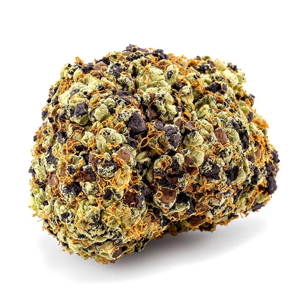 Blue Buddha cannabis plant in flowering stage — 90-130 cm feminised