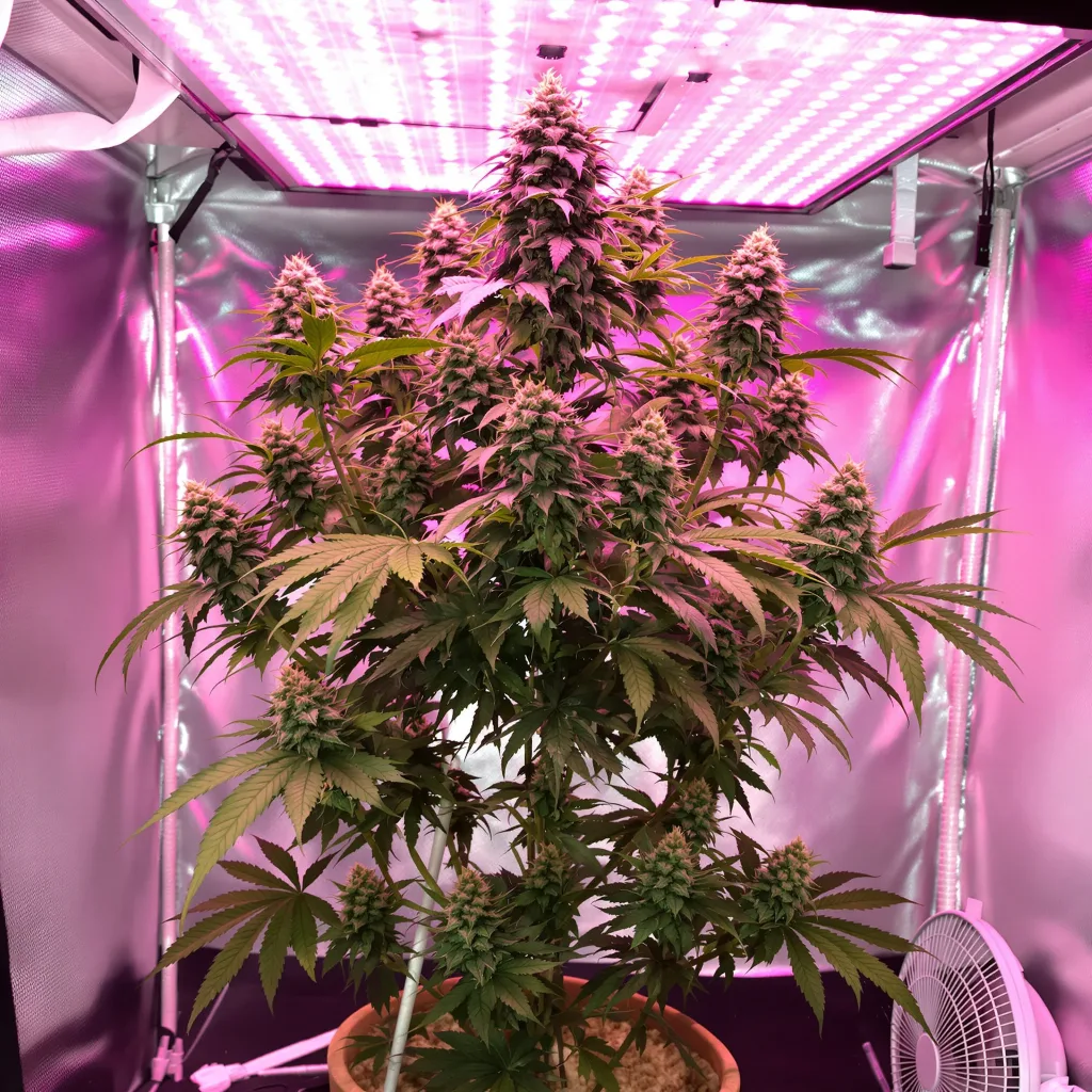 Blue Cheese 60% indica / 40% sativa flower with visible trichomes