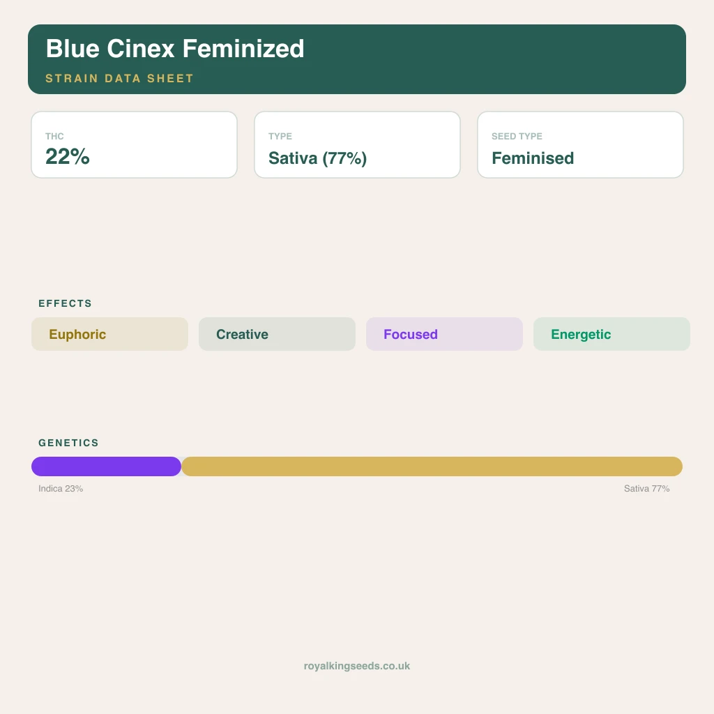 Blue Cinex 23% indica / 77% sativa flower with visible trichomes
