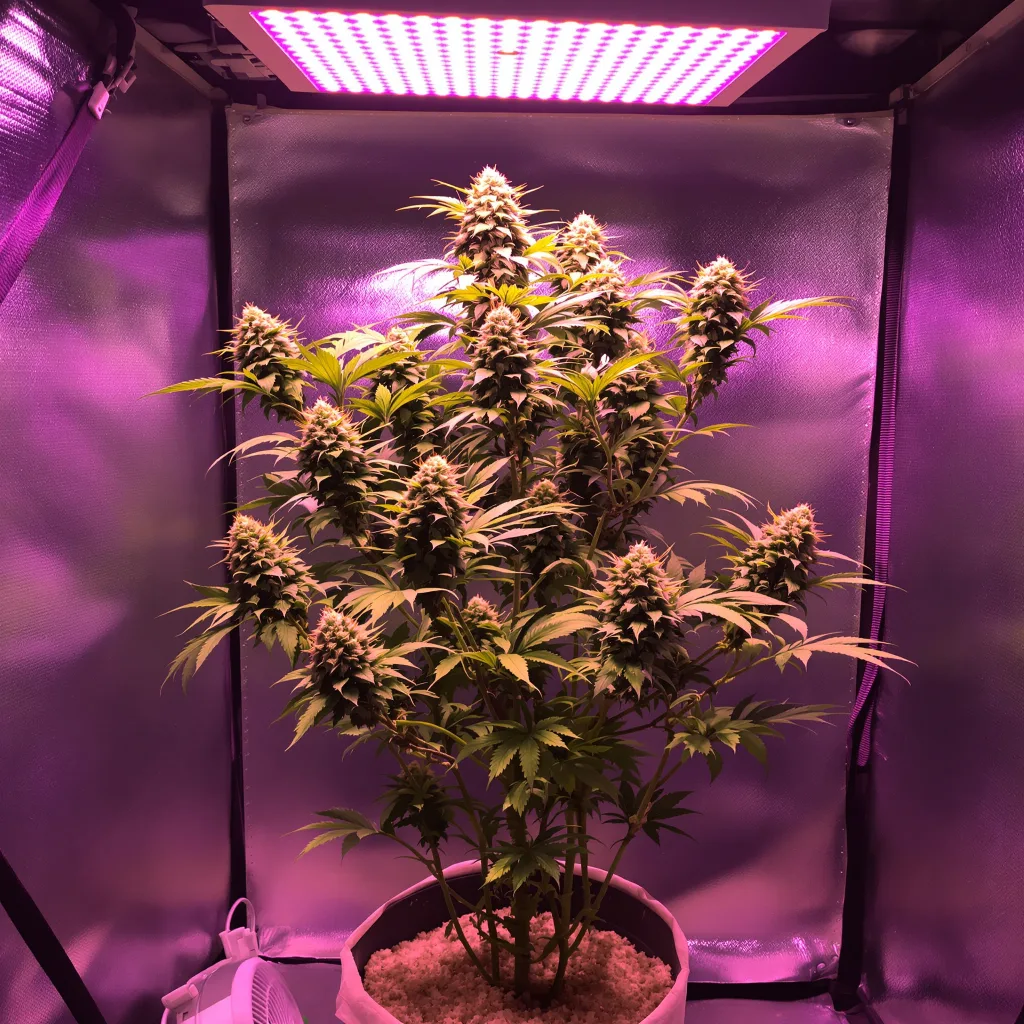 Blue Cookies 60% indica / 40% sativa flower with visible trichomes