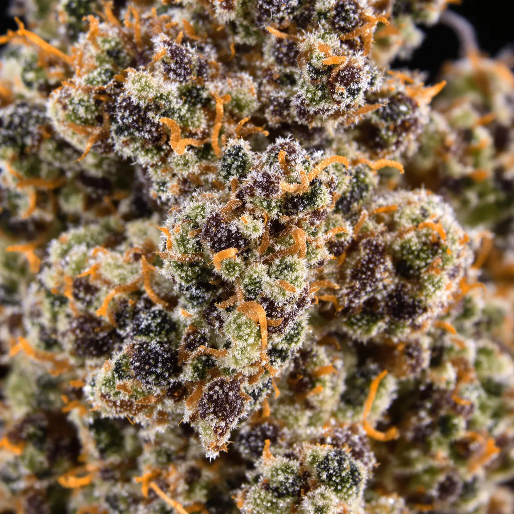 Blue Crack cannabis bud close-up showing dense purple-tinged calyxes