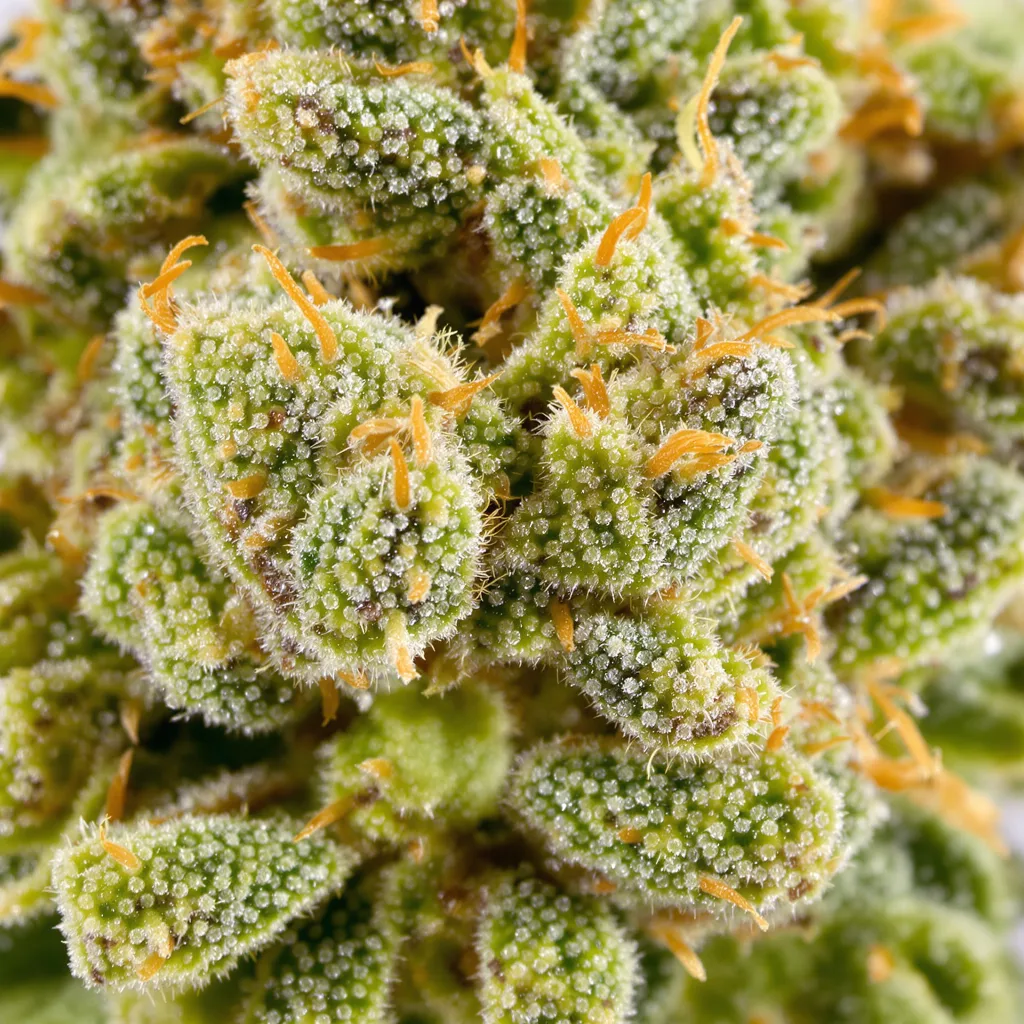 Blue Diamond cannabis bud close-up showing lime-green airy structure