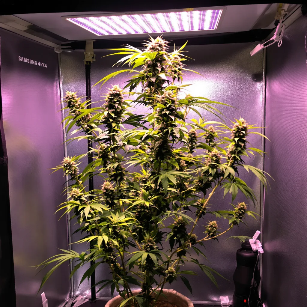 Blue Dream 19% indica / 81% sativa flower with visible trichomes