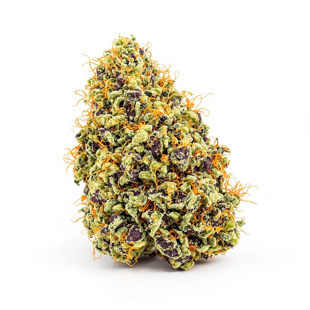 Blue Dynamite cannabis plant in flowering stage — 60-100 cm autoflower