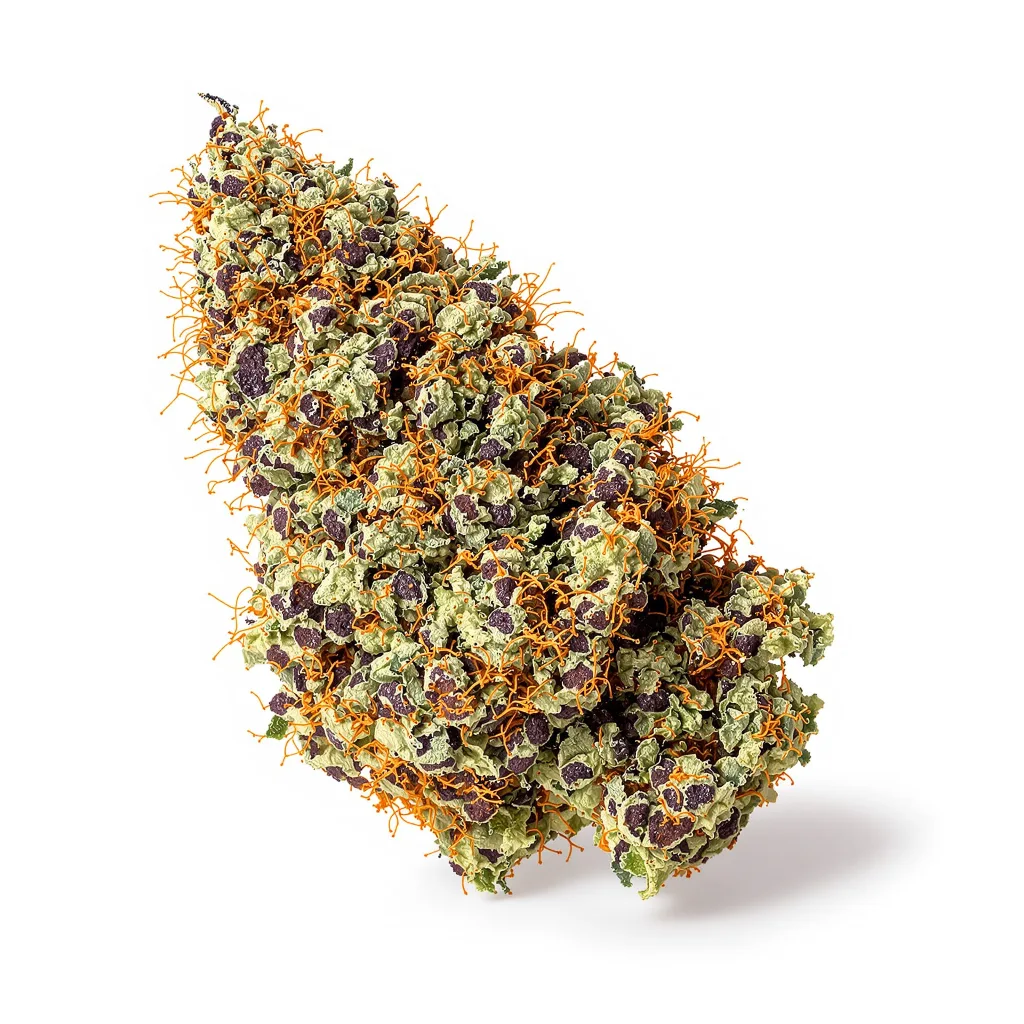 Blue Fruit cannabis plant in flowering stage — 60-100 cm autoflower