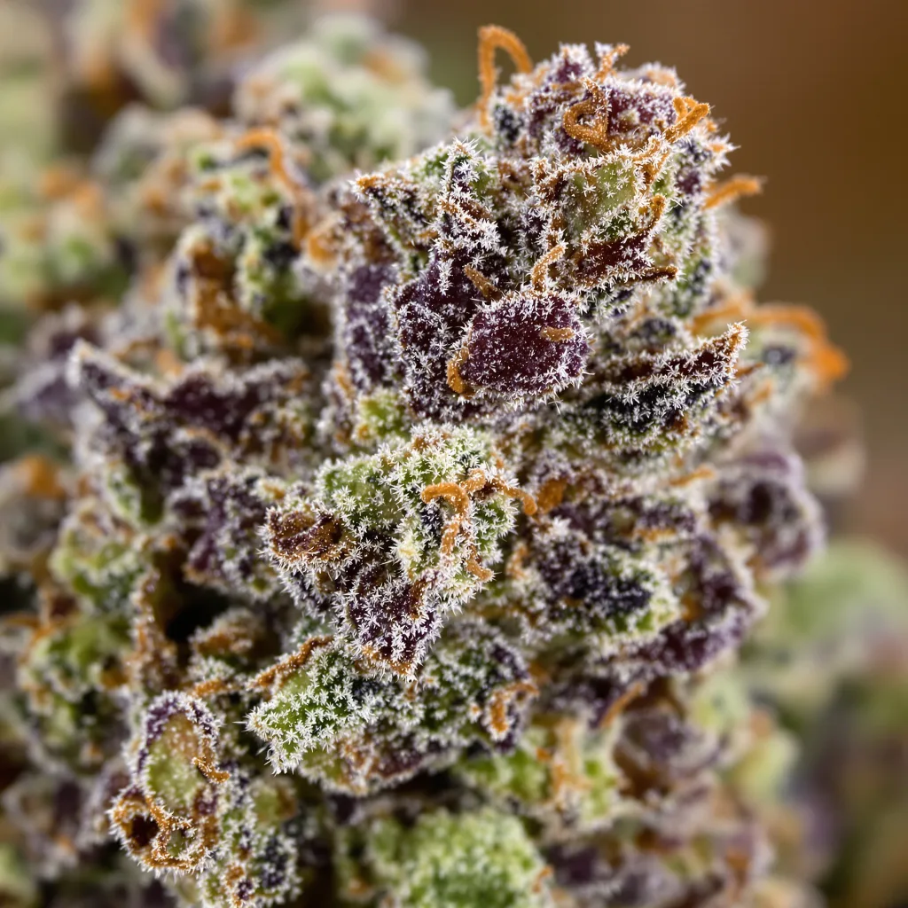Blue Fruit cannabis bud close-up showing dense purple-tinged calyxes