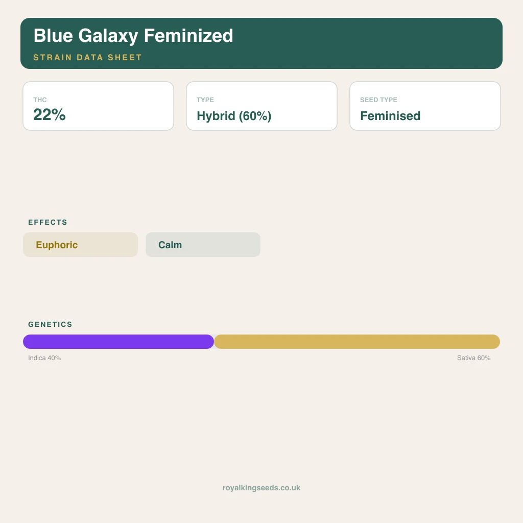 Blue Galaxy 40% indica / 60% sativa flower with visible trichomes