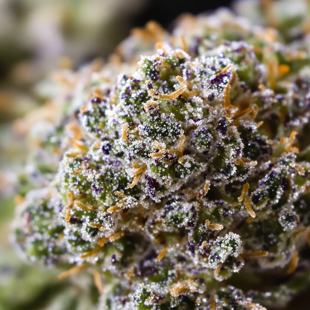 Blue Galaxy cannabis bud close-up showing open-bud structure with orange pistils
