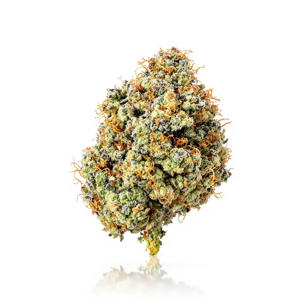 Blue Hawaiian cannabis plant in flowering stage — 120-180 cm feminised