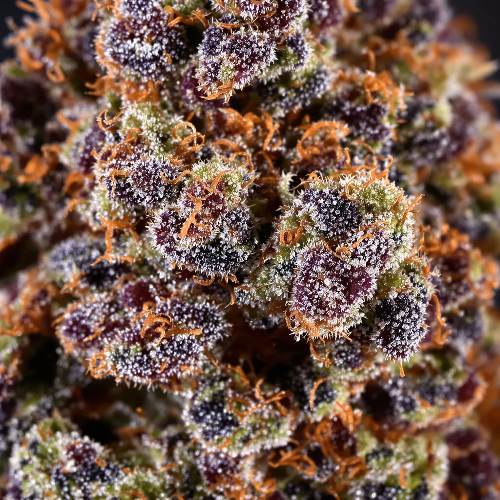 Blue Haze cannabis bud close-up showing dense purple-tinged calyxes