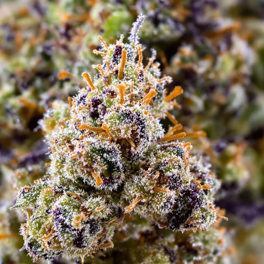 Blue Jay Way cannabis bud close-up showing dense forest-green nugs