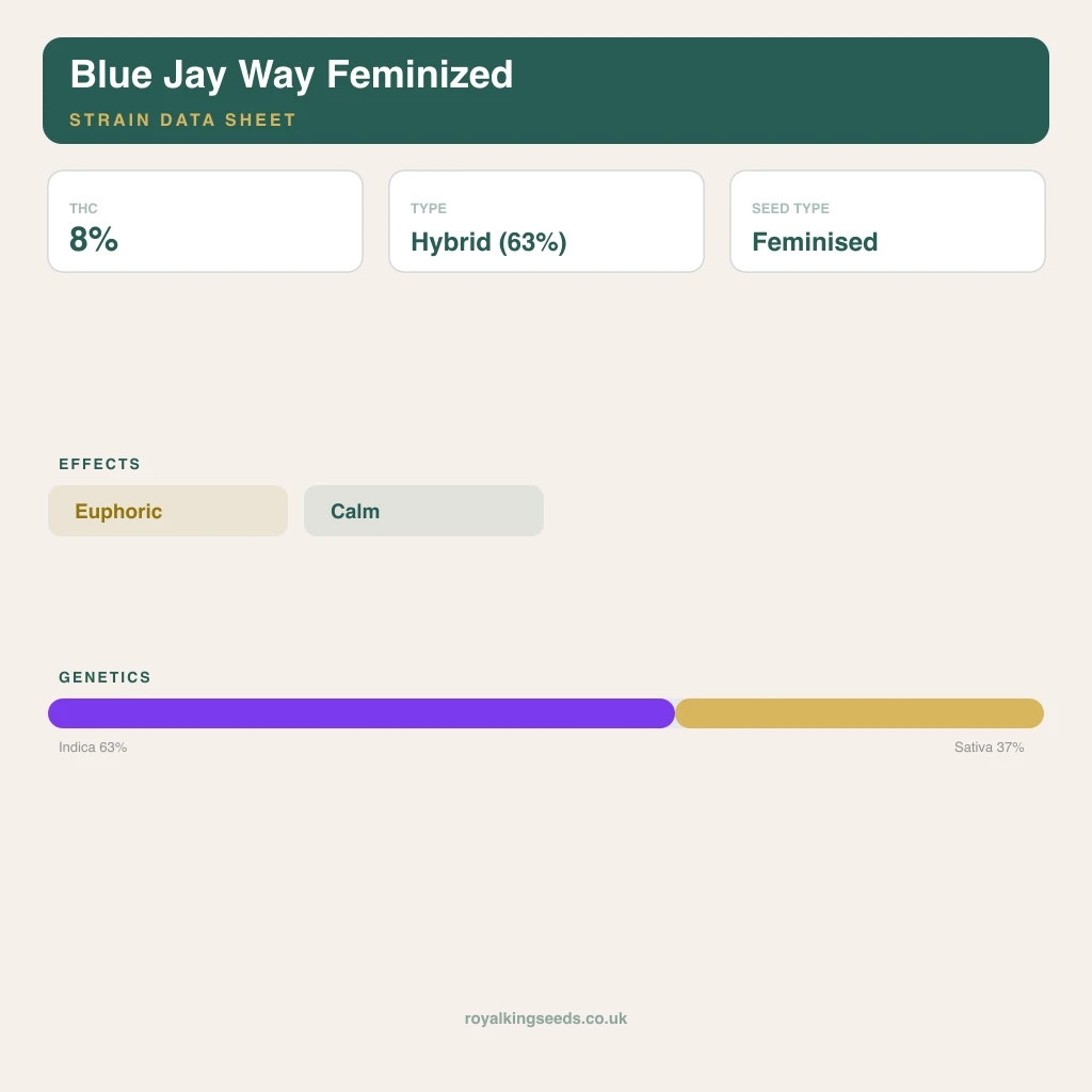 Blue Jay Way 63% indica / 37% sativa flower with visible trichomes