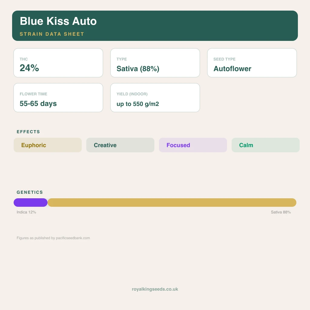 Blue Kiss 12% indica / 88% sativa flower with visible trichomes