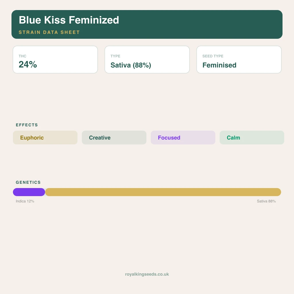 Blue Kiss 12% indica / 88% sativa flower with visible trichomes