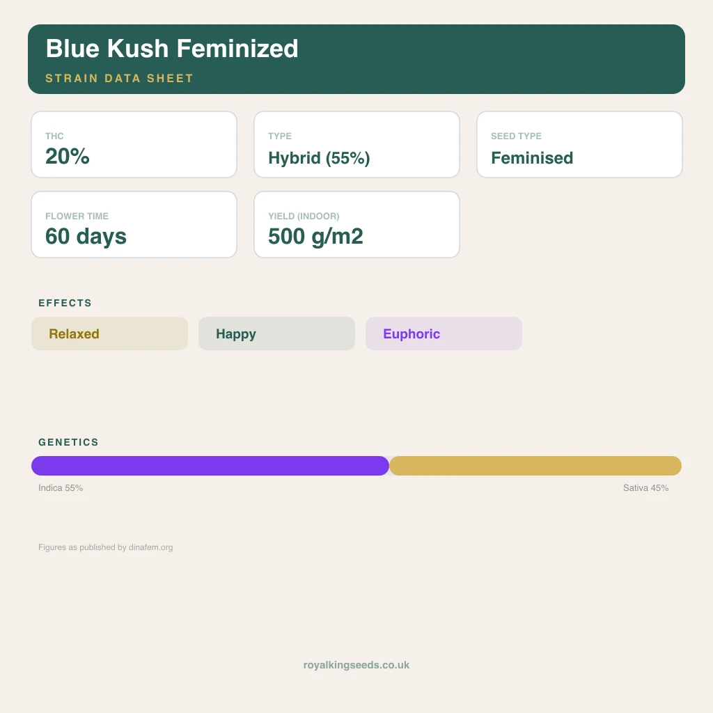 Blue Kush 55% indica / 45% sativa flower with visible trichomes