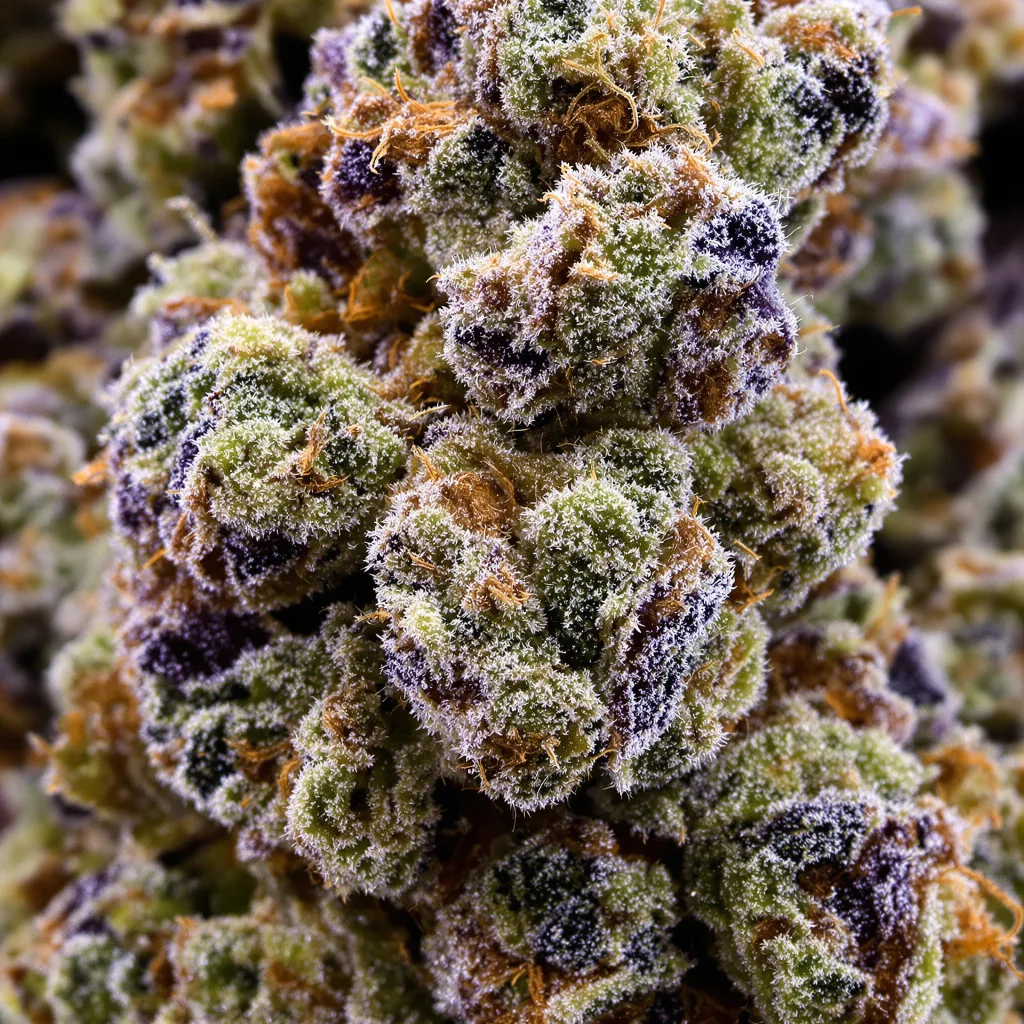 Blue Kush cannabis bud close-up showing balanced bud structure with frosted trichomes