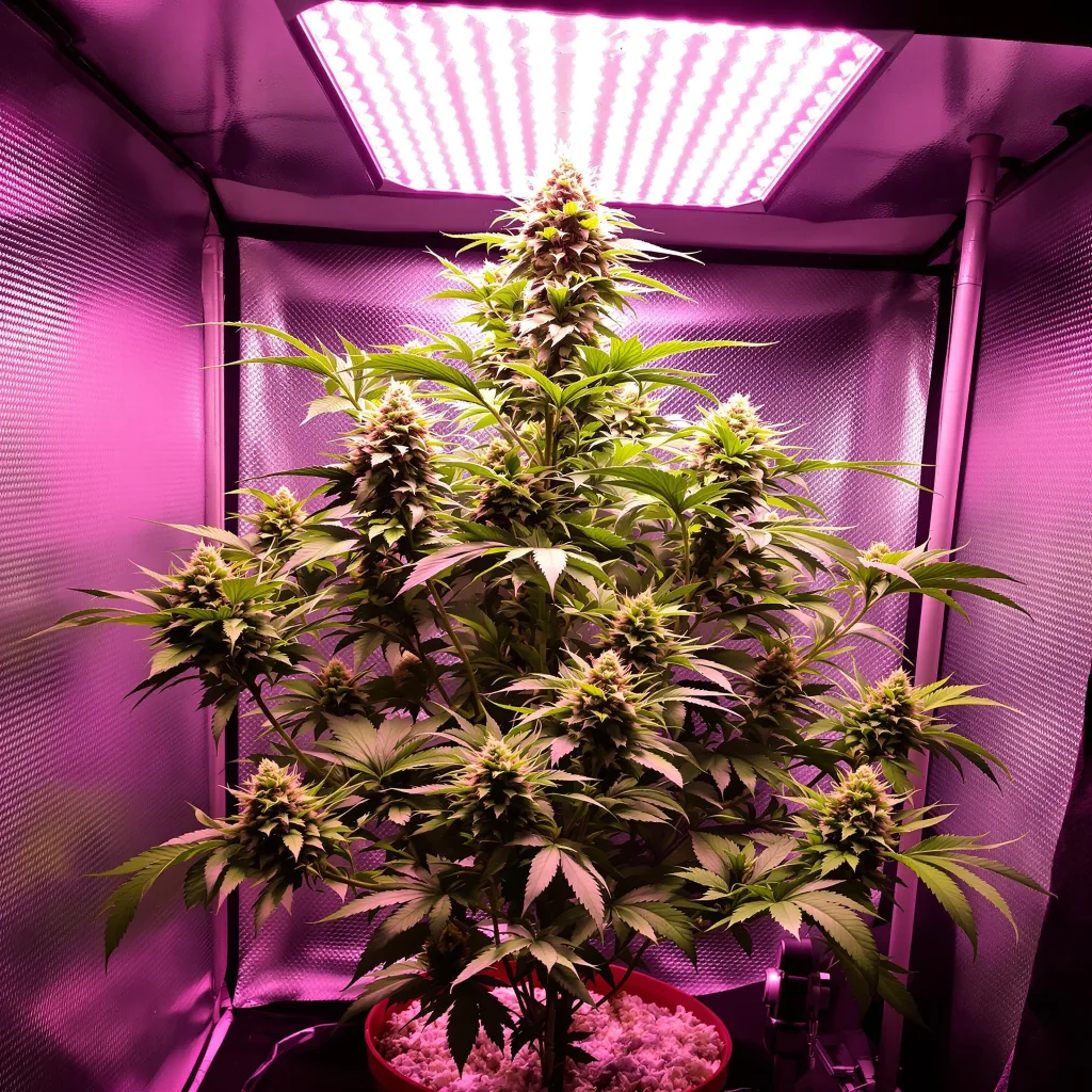 Blue Lights 85% indica / 15% sativa flower with visible trichomes
