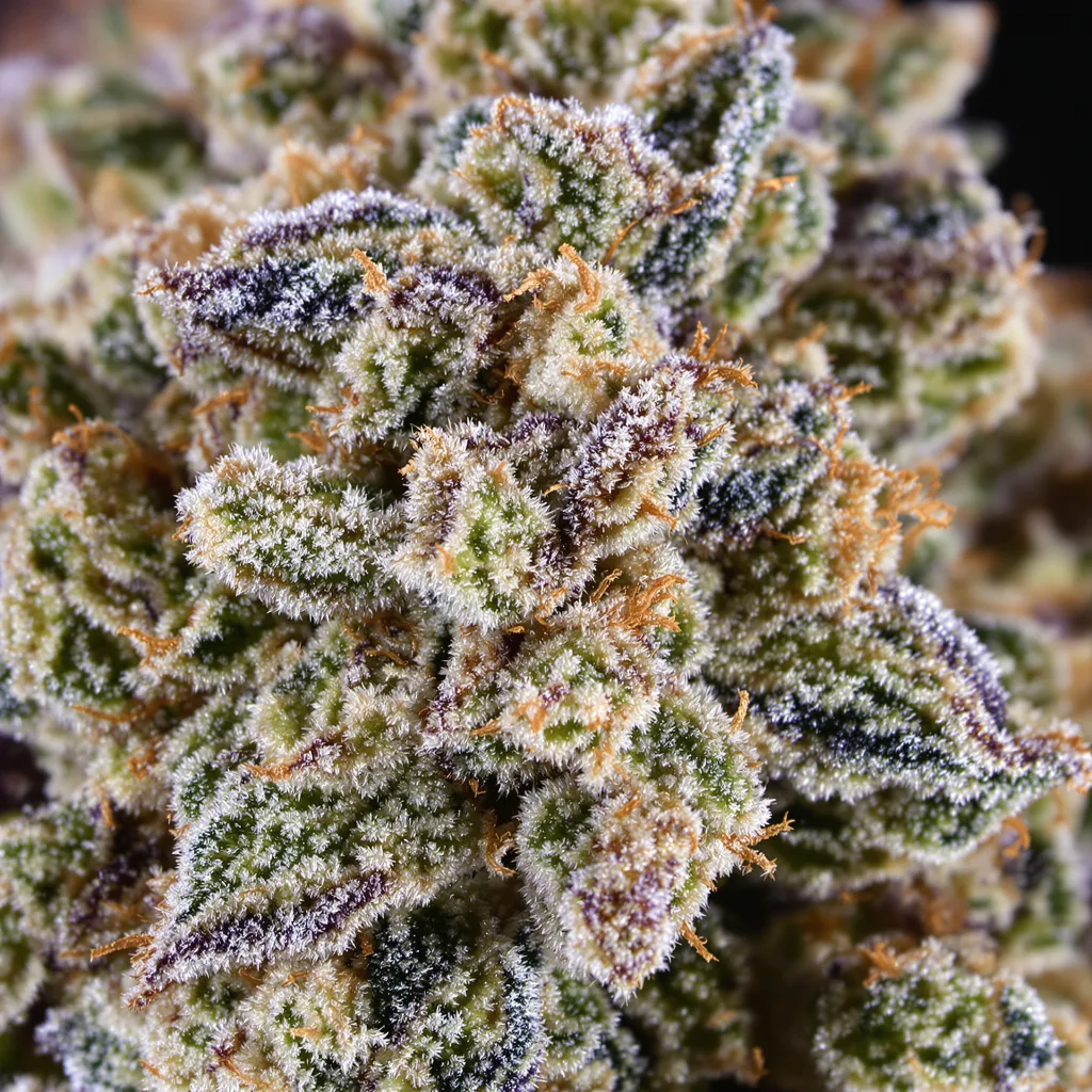 Blue Lyly cannabis bud close-up showing balanced bud structure with frosted trichomes