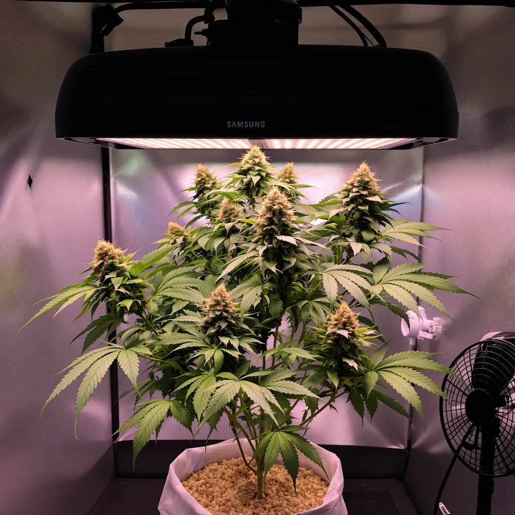Blue Ox 67% indica / 33% sativa flower with visible trichomes