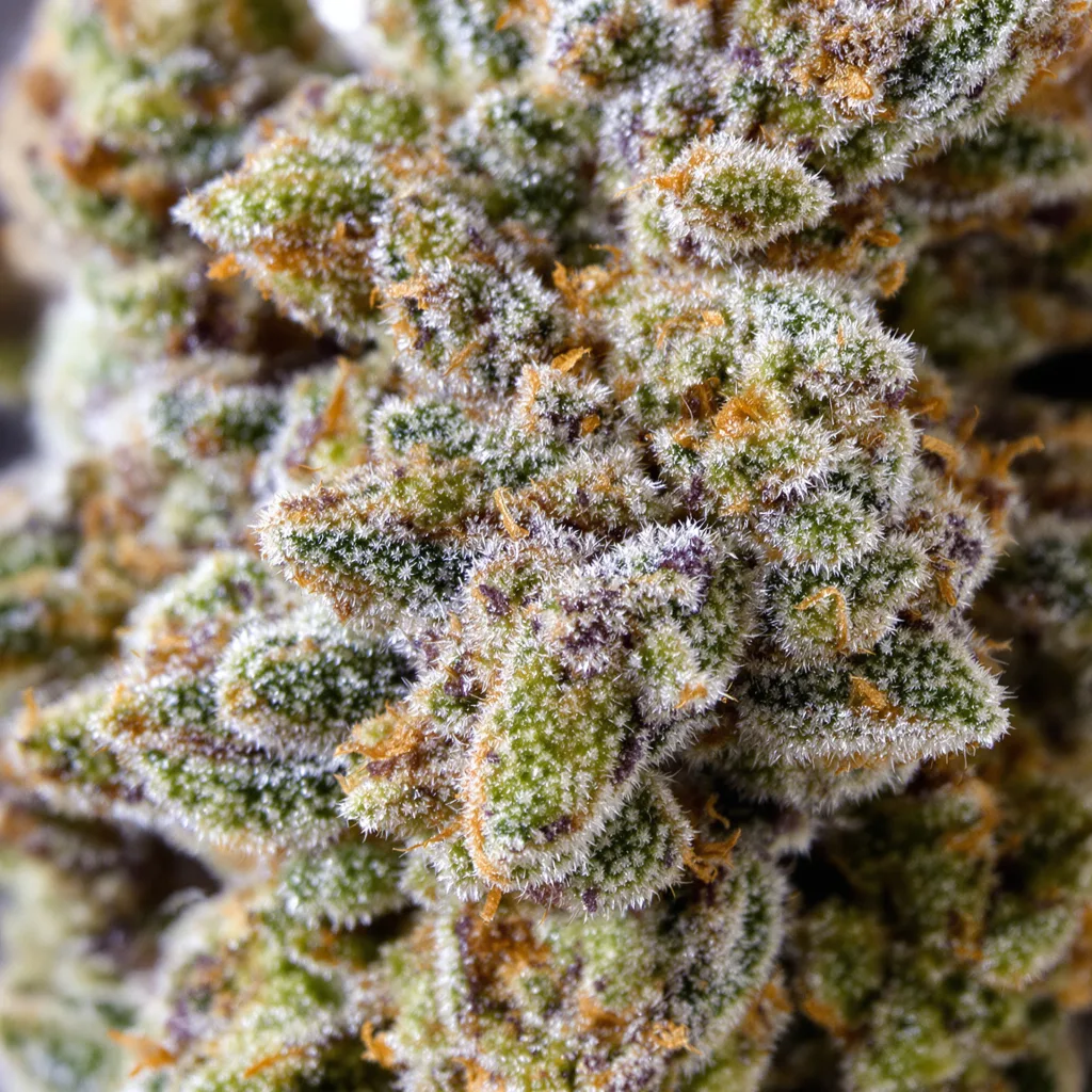 Blue Power cannabis bud close-up showing balanced bud structure with frosted trichomes