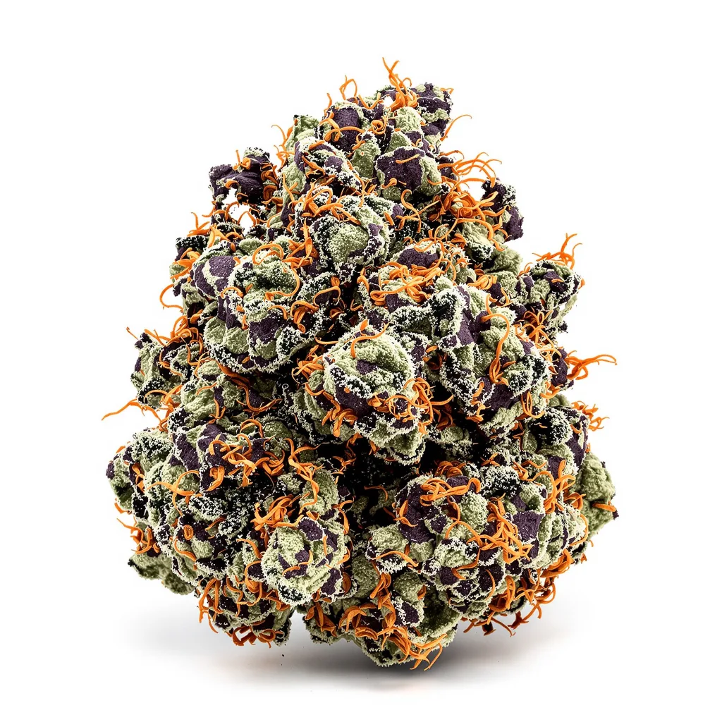 Blue Widow cannabis plant in flowering stage — 90-130 cm feminised