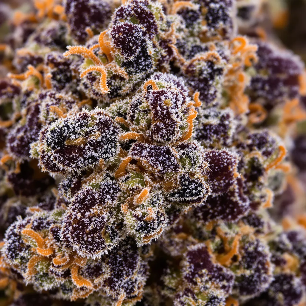 Blue Zombie cannabis bud close-up showing dense purple-tinged calyxes