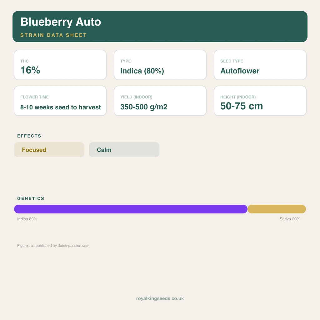 Blueberry 80% indica / 20% sativa flower with visible trichomes