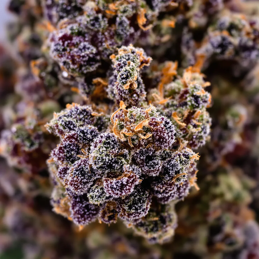 Blueberry cannabis bud close-up showing dense purple-tinged calyxes