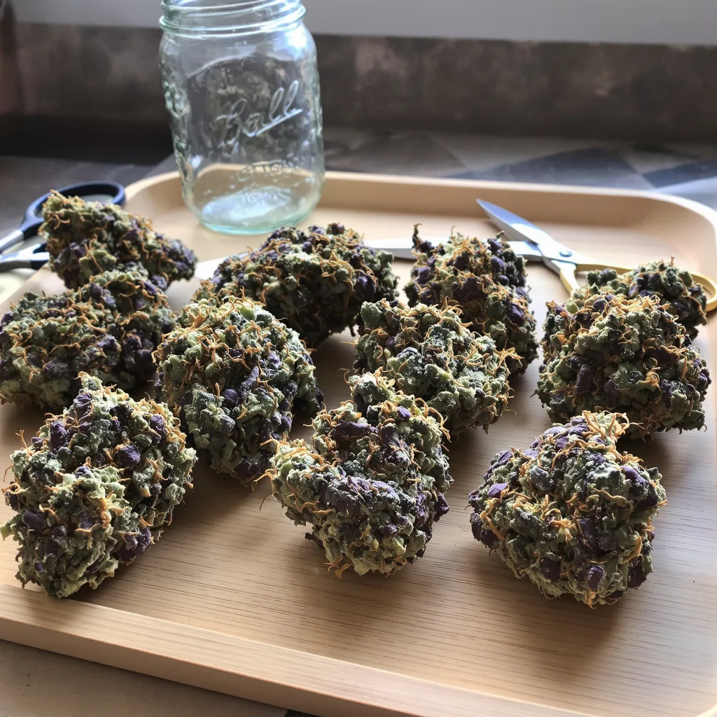 Blueberry 80% indica / 20% sativa flower with visible trichomes