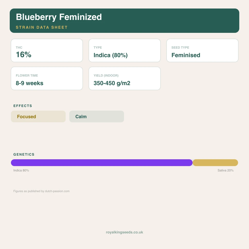 Blueberry 80% indica / 20% sativa flower with visible trichomes