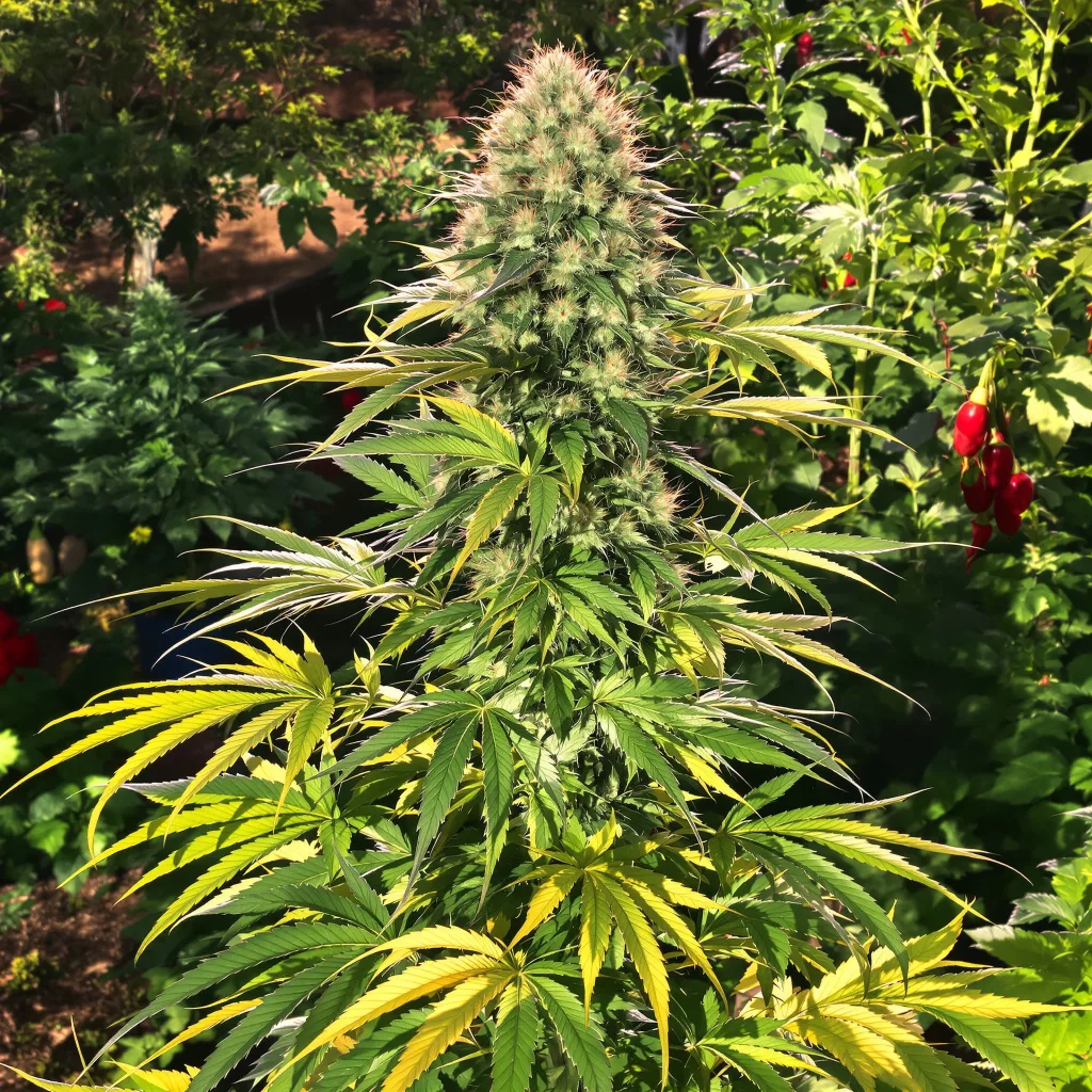 Blueberry Haze 40% indica / 60% sativa flower with visible trichomes