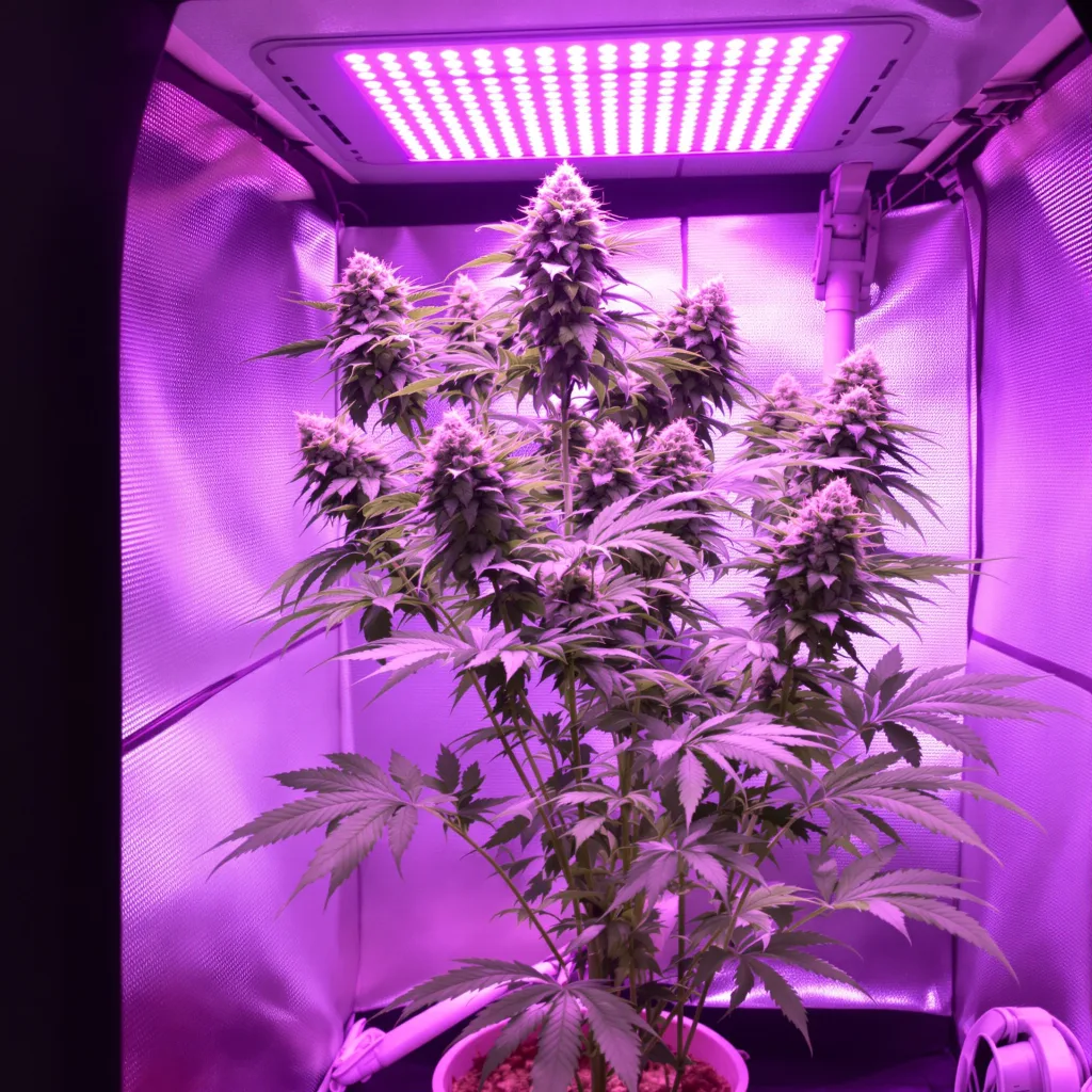 Bogart 41% indica / 59% sativa flower with visible trichomes