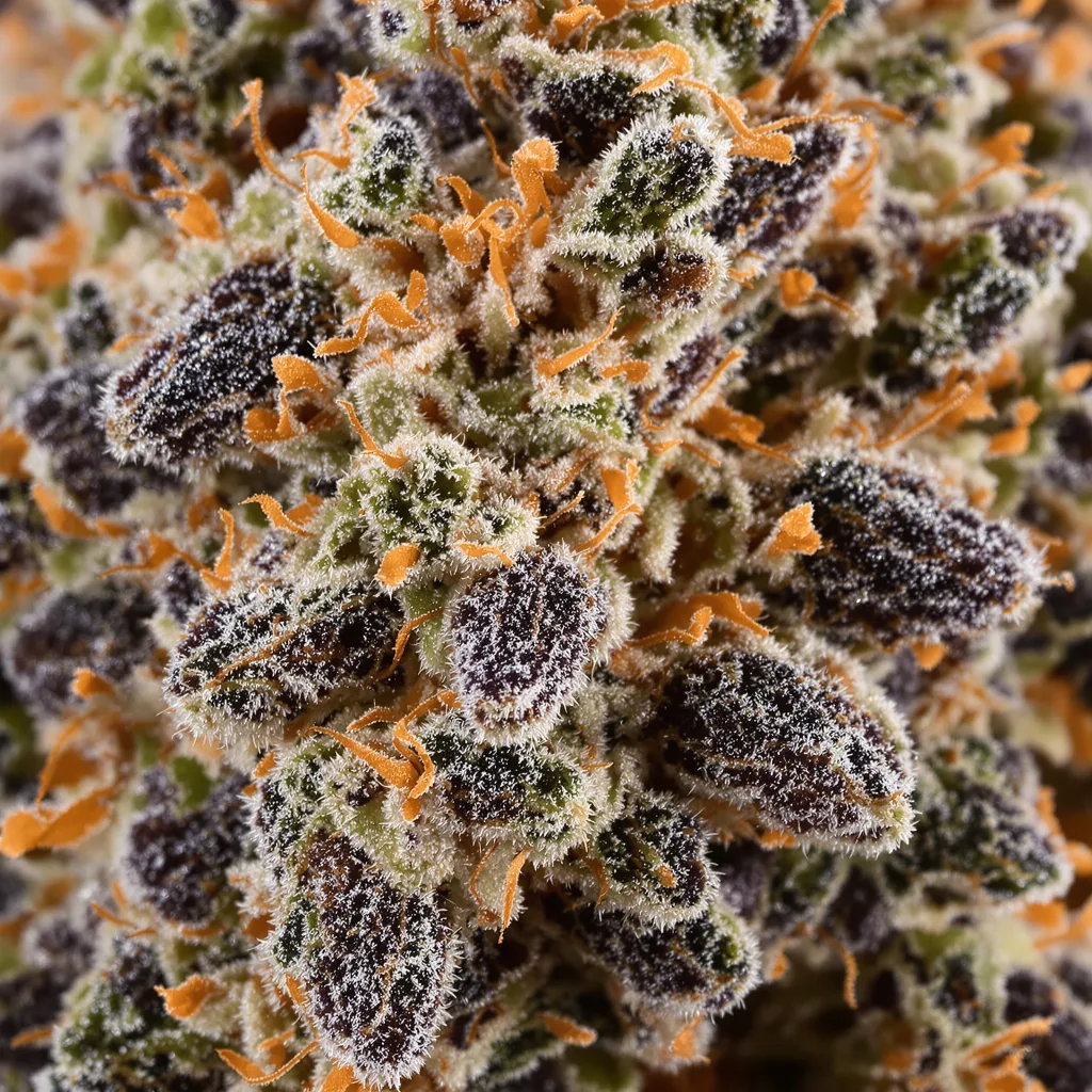 Brand X cannabis bud close-up showing dense purple-tinged calyxes