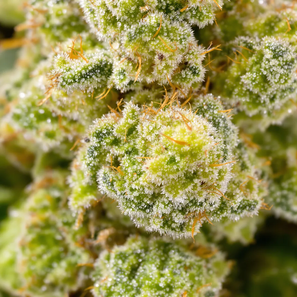 Bruce Banner #3 cannabis bud close-up showing lime-green airy structure