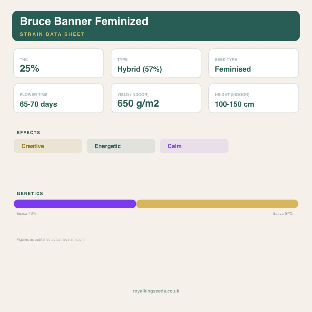 Bruce Banner 43% indica / 57% sativa flower with visible trichomes