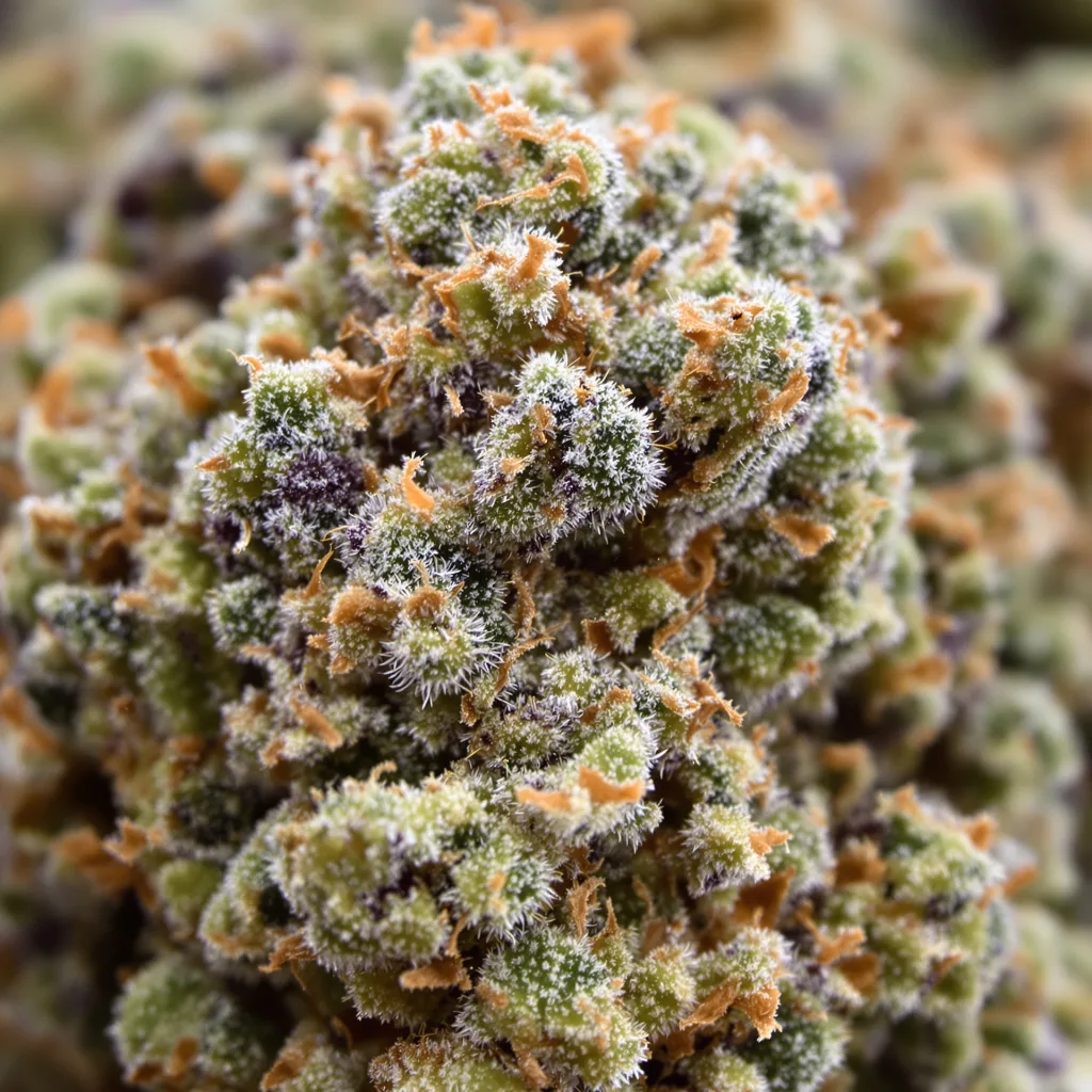 Bruce Banner cannabis bud close-up showing balanced bud structure with frosted trichomes