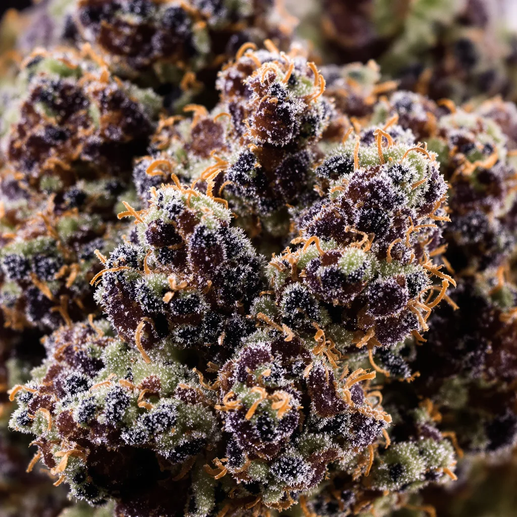 Bubba Gift cannabis bud close-up showing dense purple-tinged calyxes