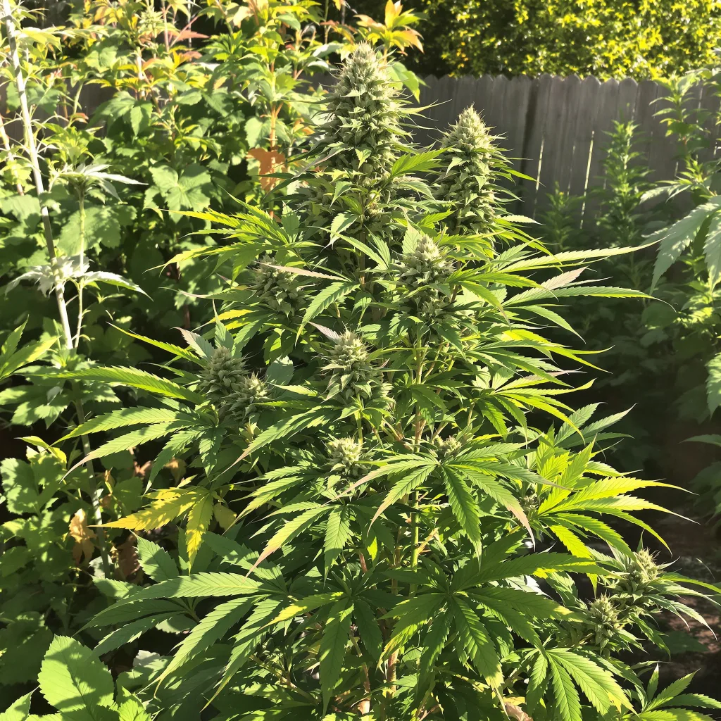 Bubba Gift 82% indica / 18% sativa flower with visible trichomes