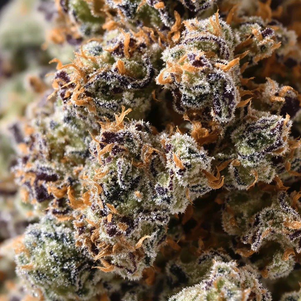 Bubba Kush cannabis bud close-up showing dense purple-tinged calyxes